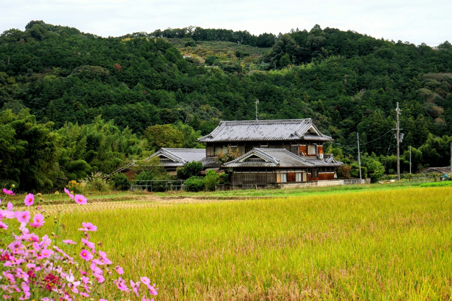 稲が実った田んぼと、山のふもとの古い家