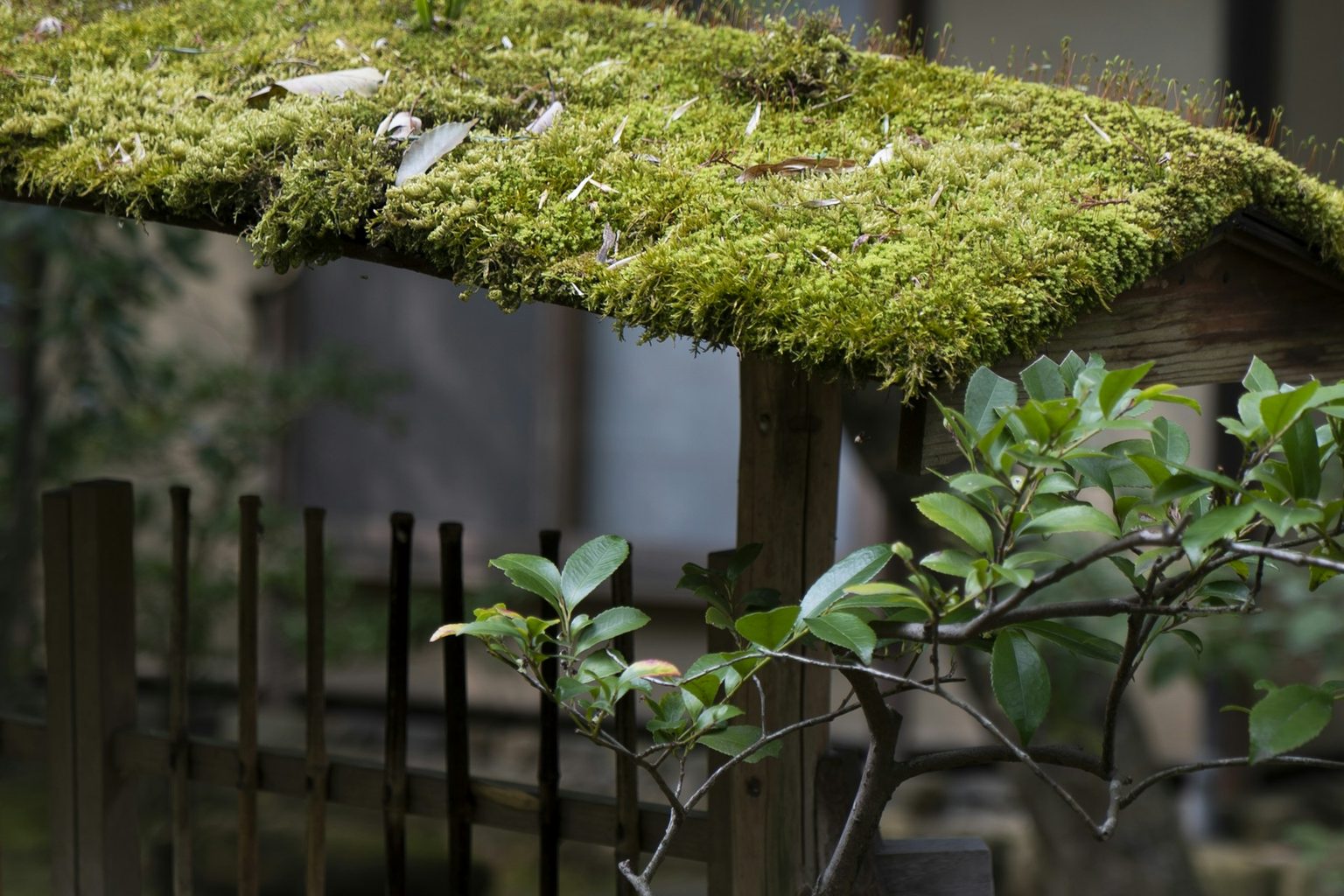 苔むした屋根の小さなお堂