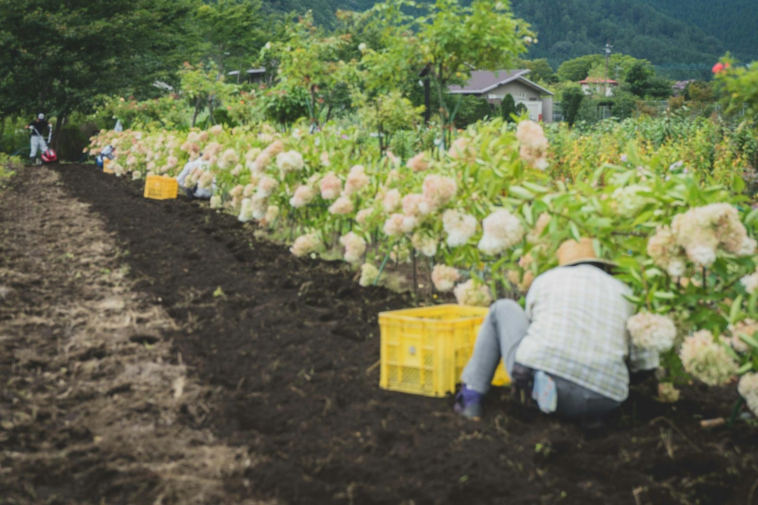 紫陽花の畑で収穫をする人