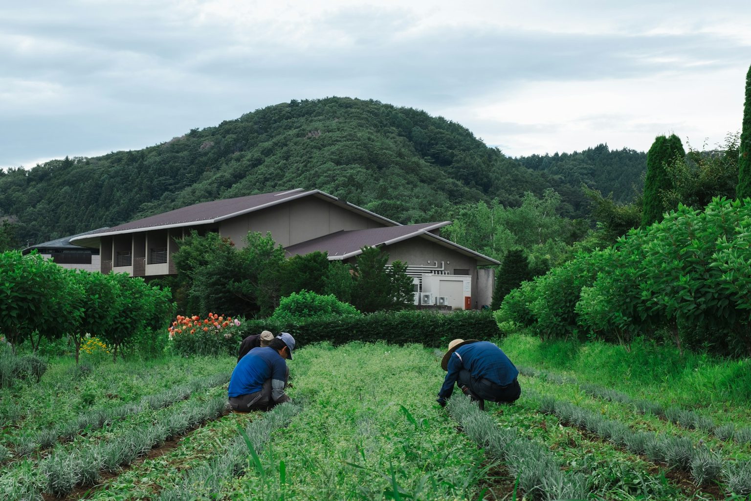 山あいの畑で作業をする二人